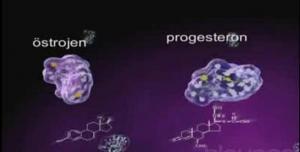 Doğumun ve Süt Vermenin Hormonal Denetimi