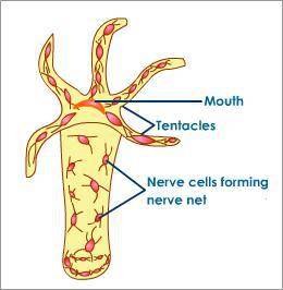 Sinir Hücrelerinin Anatomisi