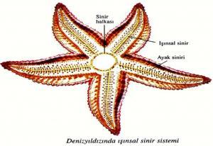 Sinir Hücrelerinin Anatomisi