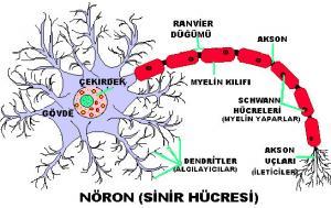 Sinir Hücrelerinin Anatomisi