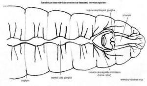 Bilateral Sinir Sistemleri