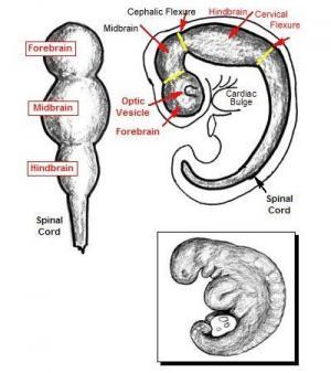 Bilateral Sinir Sistemleri