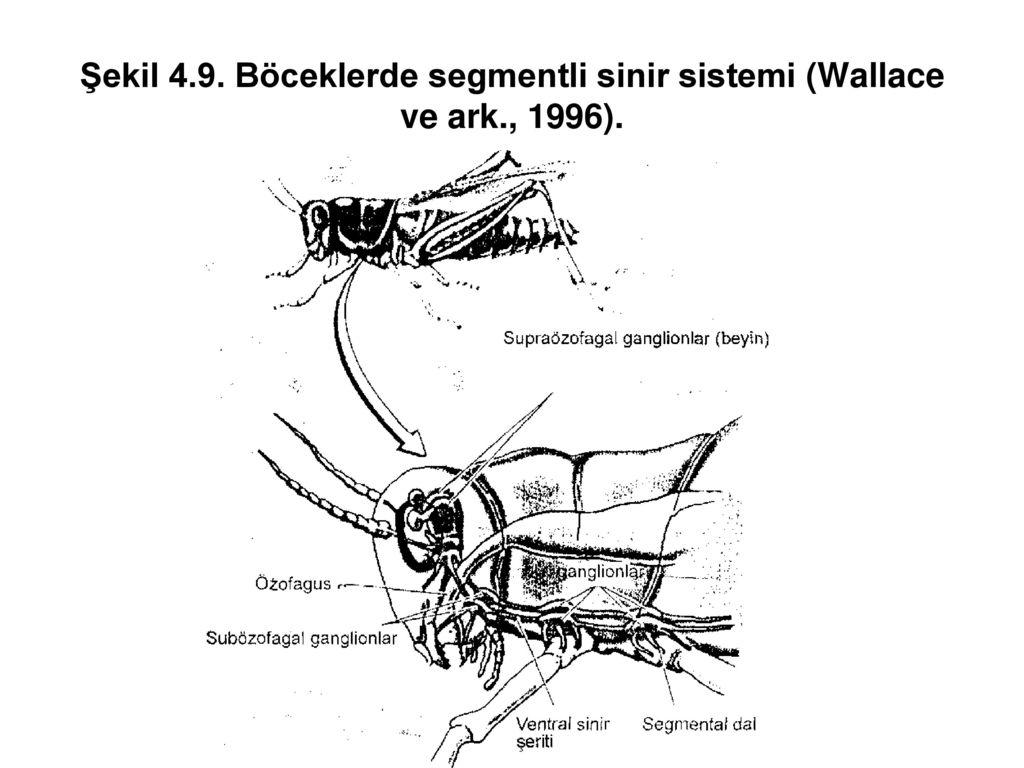 Bilateral Sinir Sistemleri