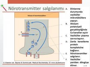 Sinapslarda Sinirsel İletim