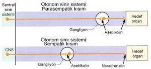 Otonom Sinir Sistemi