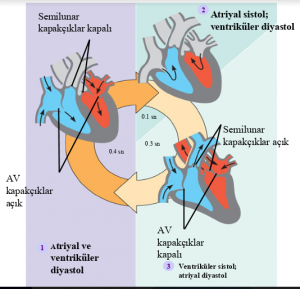 Kalp Atışının Sinirsel  Kontrolü