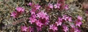 Astragalus (Gaven Otu) Sağlığa Faydaları