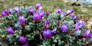 Astragalus (Gaven Otu) Sağlığa Faydaları