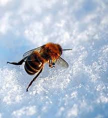 Arılar ve Diğer Böcekler Kışın Nereye Gider?