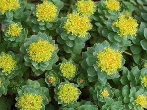 Altın Kök (Rhodiola Rosea) Bitkisinin Kullanım Alanları ve Faydaları