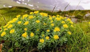 Altın Kök (Rhodiola Rosea) Bitkisinin Kullanım Alanları ve Faydaları