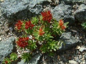 Altın Kök (Rhodiola Rosea) Bitkisinin Kullanım Alanları ve Faydaları