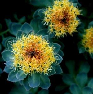 Altın Kök (Rhodiola Rosea) Bitkisinin Kullanım Alanları ve Faydaları