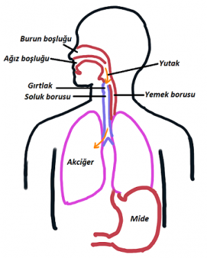 Aspirasyon Nedir? Nasıl Tedavi Edilir?