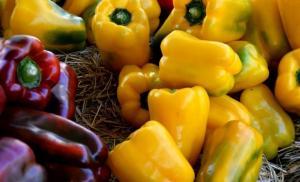 Patlıcangiller (Solanaceae)  Familyası Sebzeleri Tehlikeli midir?