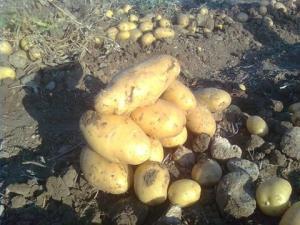 Patlıcangiller (Solanaceae)  Familyası Sebzeleri Tehlikeli midir?