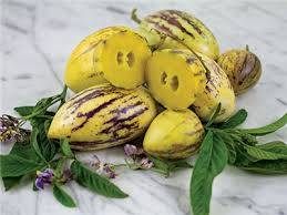 Patlıcangiller (Solanaceae)  Familyası Sebzeleri Tehlikeli midir?