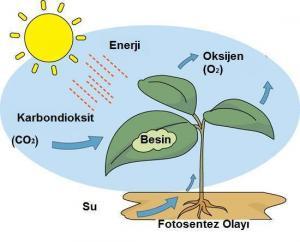 Ekosistemin Canlı (Biyotik) Bileşenleri: Üreticiler, Tüketiciler ve Ayrıştırıcılar