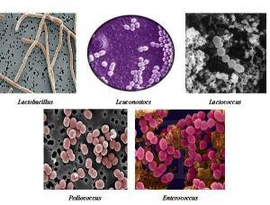 Ekosistemin Canlı (Biyotik) Bileşenleri: Üreticiler, Tüketiciler ve Ayrıştırıcılar