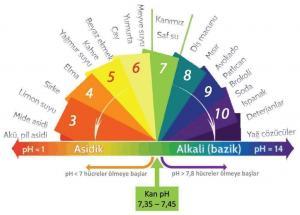 Alkali Diyet ve Faydaları