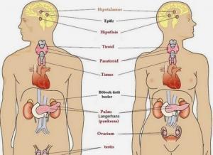 Endokrinoloji Nedir?