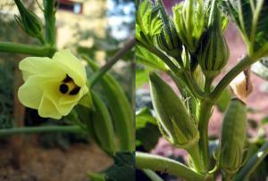 Ebegümecinin (Malva sylvestris) Faydaları ve Kullanım Şekilleri