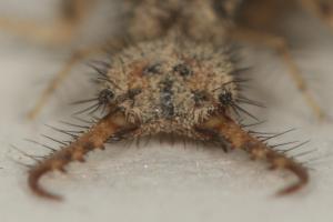 Karınca Aslanı (Ant Lion) Nasıl Bir Canlıdır?