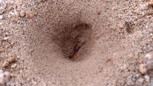 Karınca Aslanı (Ant Lion) Nasıl Bir Canlıdır?