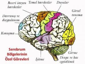 Beynin Frontal Lobunun Yapısı, Fonksiyonları ve Hasarları