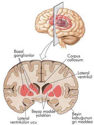 Beynin Frontal Lobunun Yapısı, Fonksiyonları ve Hasarları