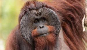 Borneo Orangutanları Nasıl Canlılardır?