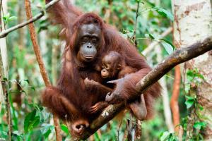 Borneo Orangutanları Nasıl Canlılardır?