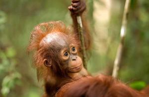 Borneo Orangutanları Nasıl Canlılardır?