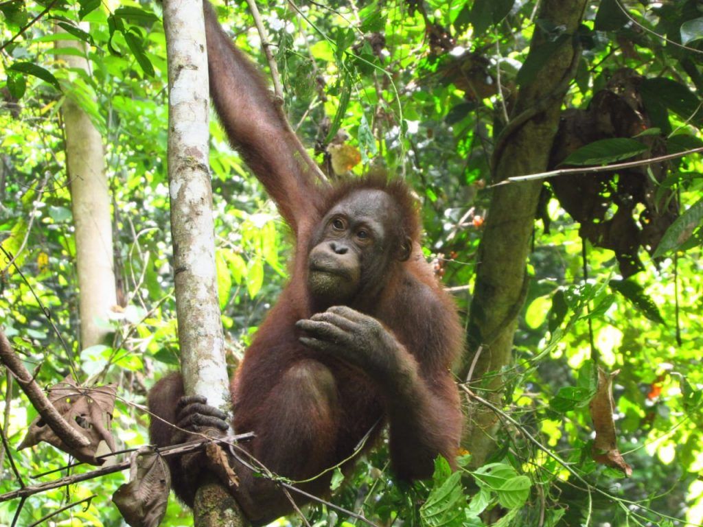 Borneo Orangutanları Nasıl Canlılardır?