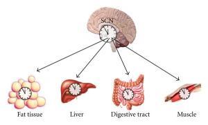 Kaslardaki Saat ve Metabolizma İlişkisi