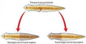 Planaryalar ve Rejenerasyon