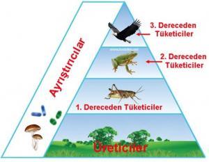Ekosistemlerde Ayrıştırıcıların Rolü Nedir?