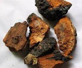 Chaga Mantarı ve Sağlığa Faydaları