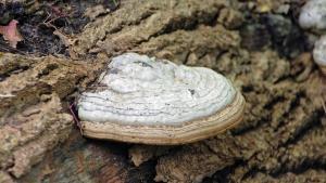 Chaga Mantarı ve Sağlığa Faydaları