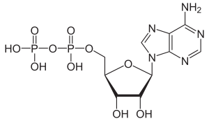 ATP (Adenozin Trifosfat) Nedir?