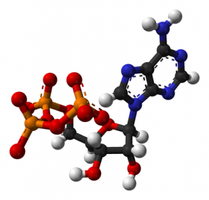 ATP (Adenozin Trifosfat) Nedir?