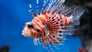 İstilacı Aslan Balığı (Lion Fish)