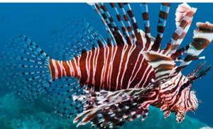İstilacı Aslan Balığı (Lion Fish)