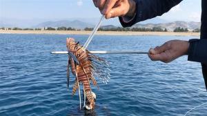 İstilacı Aslan Balığı (Lion Fish)