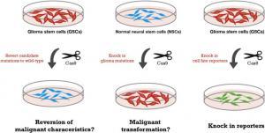 Glioblastoma İçin Hedefler ve Direnç Genleri