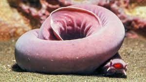 Atlantik  Hagfish Nedir?
