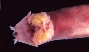 Atlantik Hagfish Nedir?