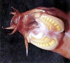 Atlantik  Hagfish Nedir?