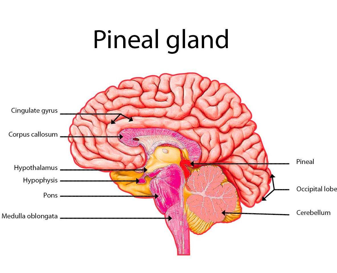 Pineal Gland Nedir?  İşlevleri Nelerdir?