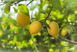 Limonun Besin Değeri ve Faydaları Nelerdir?
